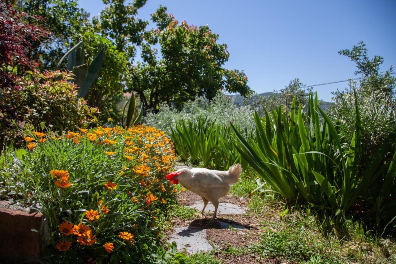 Pietrantica - Affittacamere Con Giardino Nuova Apertura A Trebiano -Citr Екстер'єр фото
